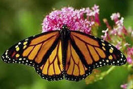 Monarch Butterfly, http://www.kidzone.ws/animals/monarch_butterfly.htm