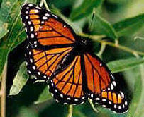 Viceroy Butterfly, http://www.kidzone.ws/animals/monarch_butterfly.htm