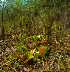 Venus Fly Traps in their natural habitat