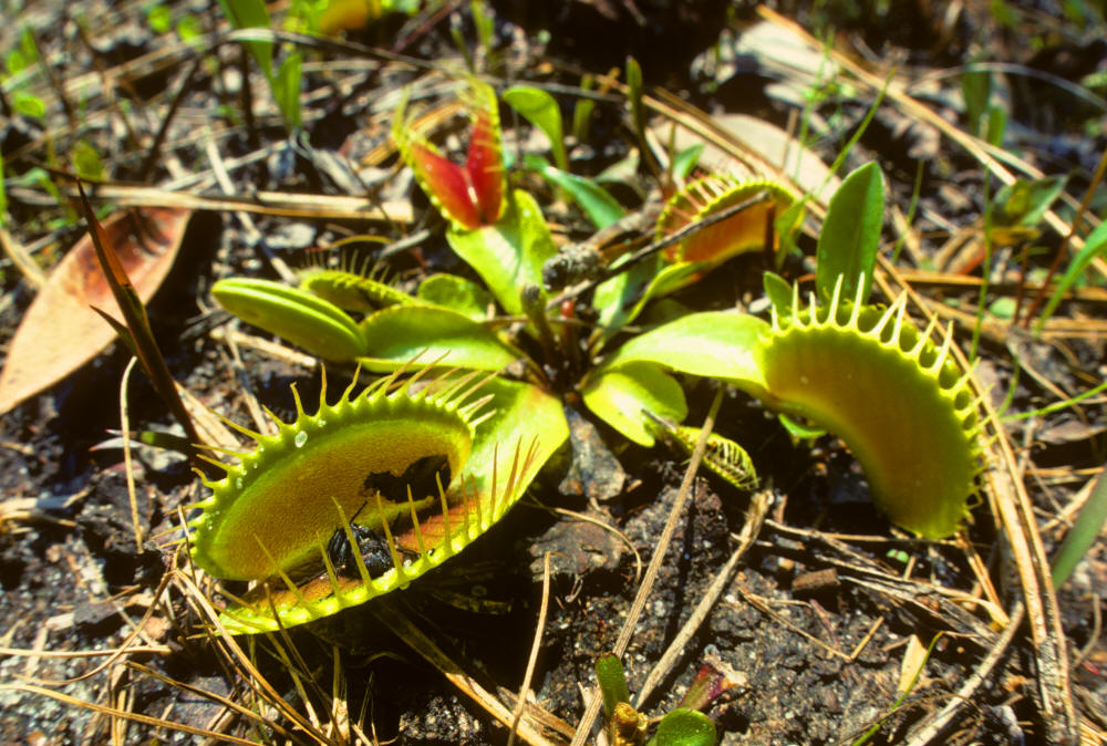 Venus Fly Traps displaying the chitinous remains of its prey