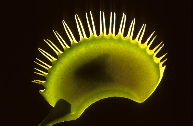 Venus Fly Trap during its close phase