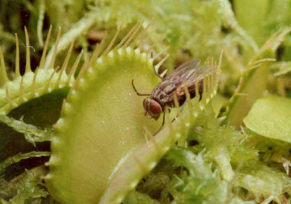 Venus Fly Trap and its prey