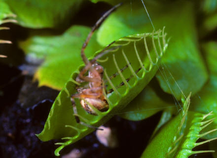 Venus Fly Trap trying to capture a spider