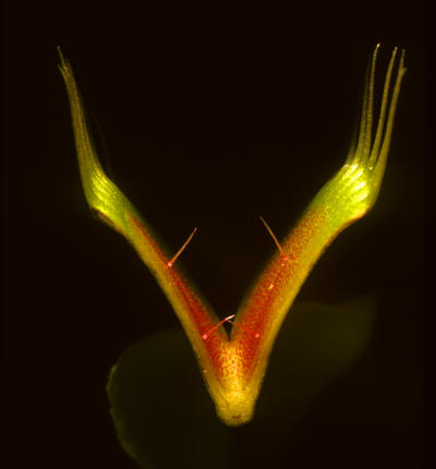 Venus Fly Trap during its open phase