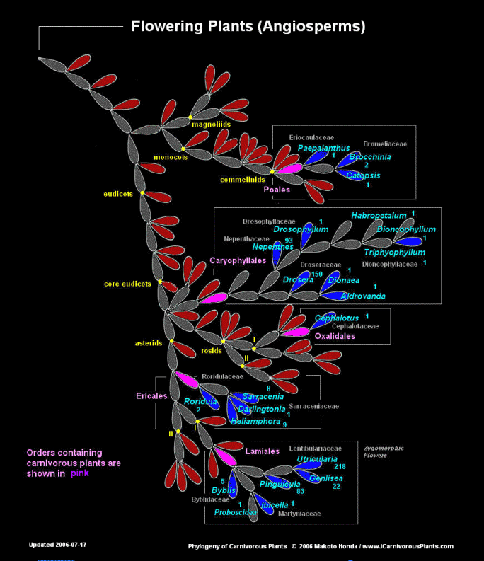 Phylogenetic tree of angiosperms
