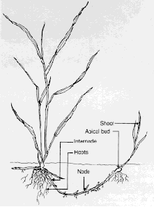 Rhizomes connecting the two separate plants