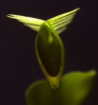Venus Fly Trap during its shutting phase