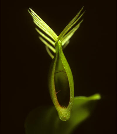 Venus Fly Trap during its narrowing phase