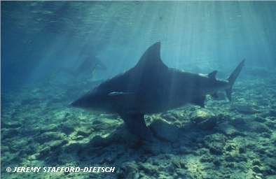 Bull Shark (Carcharhinus leucas)
 Jeremy Stafford-Deitsch