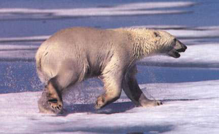 located at http://www.polarbearsinternational.org/bear-facts/