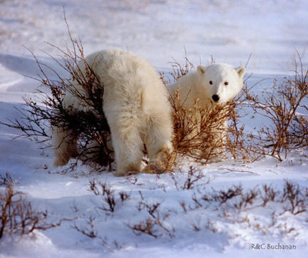located at http://www.polarbearsinternational.org/bear-facts/