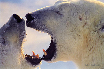 who are a polar bears predators