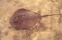 © http://www.science.fau.edu/sharklab/pages/stingray_mating_res.html
