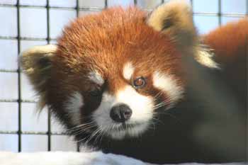 Picture from: http://www.thenewzoo.com/animals/redpanda.php#
