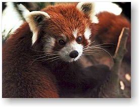 Picture from: http://www.kidszoo.org/animals/redpanda.htm