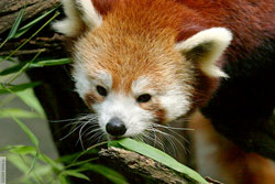 Picture from: http://www.redpandaproject.org/redpanda/food.php