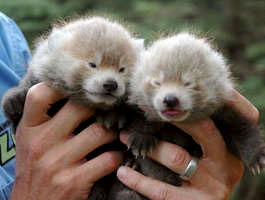 Picture from: http://www.redpandaproject.org/redpanda/lifecycle.php