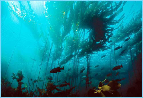 Kelp Forest With Fish