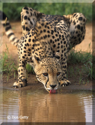 Photo retrieved from http://www.dongettyphoto.com/kenya/cheetahdrinking.html