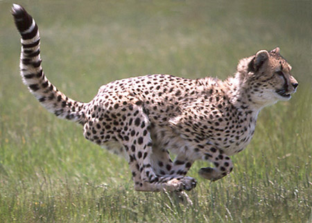 Photo by Ted wilson at http://www.wildaboutcats.org/cheetah1c.jpg