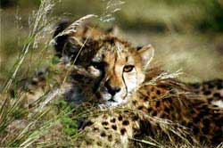 Photo retrieved from http://www.harnas.org/en/about/animals/cheetah.php