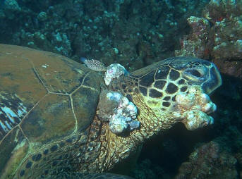 Green Sea Turtle with Fibropapillomatsis