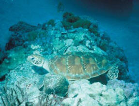 Green Sea Turtle Resting on the Great Barrier Reef