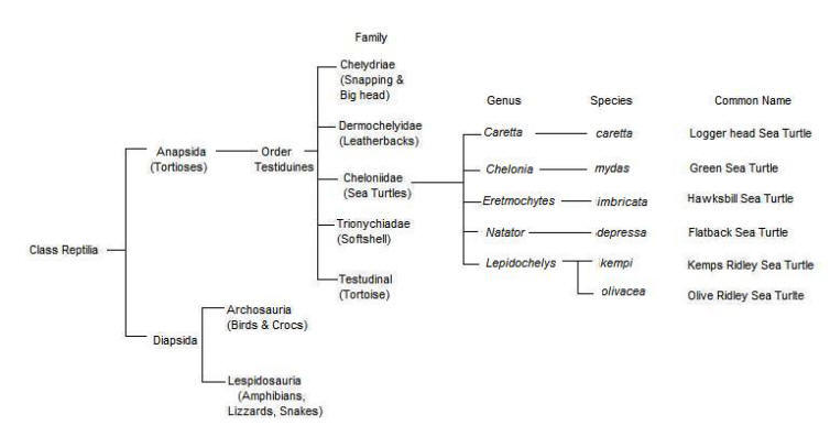 Phylogenetic Tree: Chelonia mydas      Created by: Melissa Martinelli