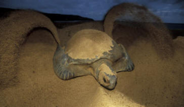 Green Sea Turtle Nesting at Night.      Courtesy of Kevin Schafer 