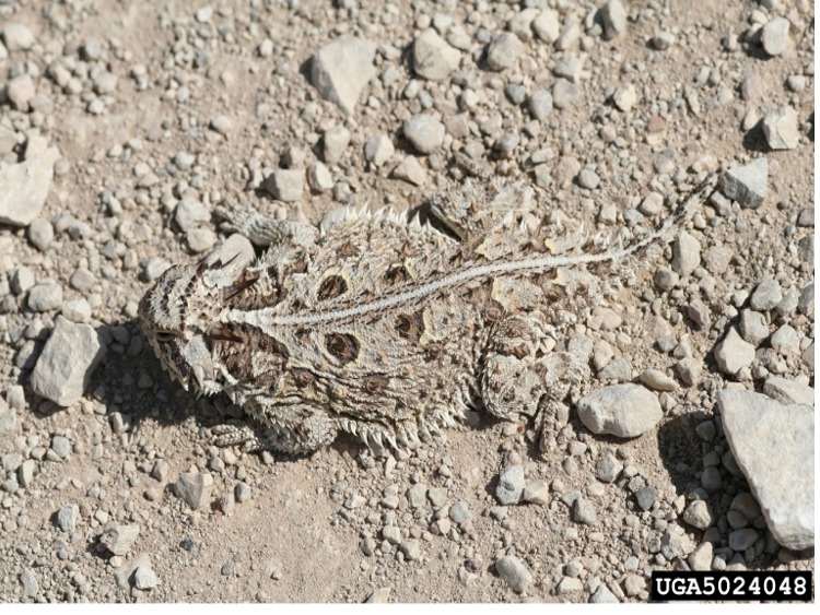 http://www.forestryimages.org/search/action.cfm?q=texas%20horned%20lizard