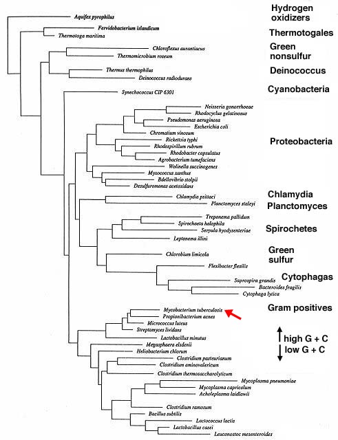 Phylogenetic tree created by Dr. Norman R. Pace, University of Colorado. Taken from the website of Kenneth Todar, University of Wisconsin Madison. http://textbookofbacteriology.net/procaryotes.html