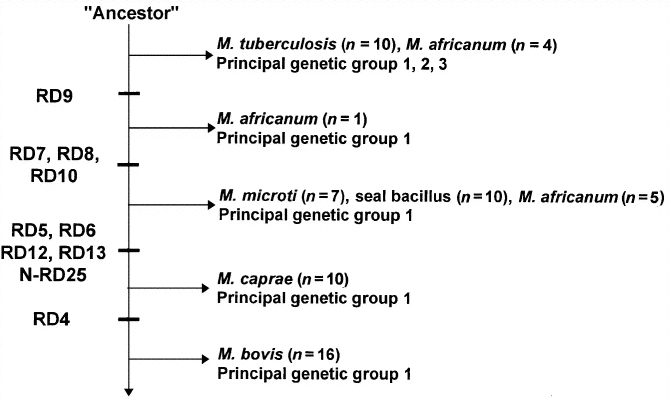 Phylogenetic tree courtesy of Mostowy, Serge, Debby Cousins, Jacqui Brinkman, Alicia Aranaz, and Marcel A. Behr. Genomic Deletions Suggest a Phylogeny for the Mycobacterium tuberculosis Complex. The Journal of Infectious Diseases. 186 (2002): 74-80. Published by the University of Chicago Press. http://www.journals.uchicago.edu/JID/journal/issues/v186n1/020012/fg1.h.gif     2002 by the Infectious Diseases Society of America. All rights reserved.