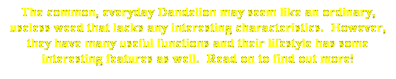 Text Box: The common, everyday Dandelion may seem like an ordinary, useless weed that lacks any interesting characteristics.  However, they have many useful functions and their lifestyle has some interesting features as well.  Read on to find out more! 
