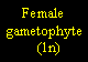 Text Box: Female gametophyte    (1n)