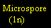 Text Box: Microspore   (1n)