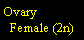 Text Box: Ovary  Female (2n)