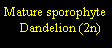Text Box: Mature sporophyte     Dandelion (2n)