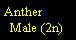 Text Box: Anther  Male (2n)