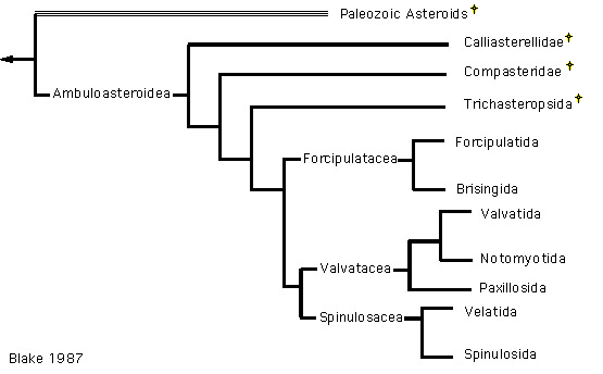Phylogenetic tree for the orders of Asteroidea