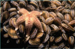 Asterias rubens on a bed of clams