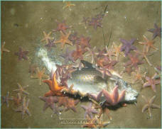A group of Asterias rubens eating a dead fish