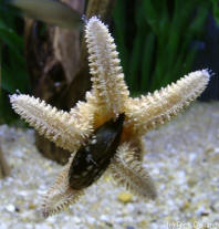 A starfish using its tube feet to pry open a mussel
