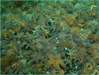 A very large group of Asterias rubens