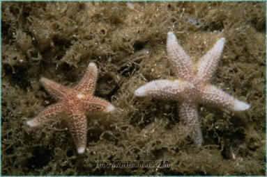 One large and one small Asterias rubens