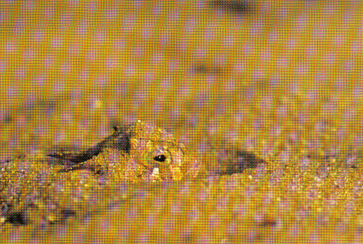 Horny Toad hiding in the sand. (Wyman Meinzer)