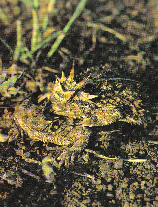 Horny Toads mating in the sun. (Wyman Meinzer)