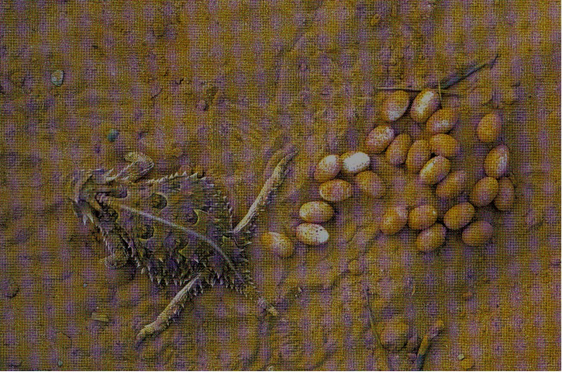 Female laying a clutch of eggs. (Wyman Meinzer)