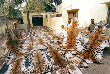 tigers tiger poaching siberian endangered species killed around poachers many