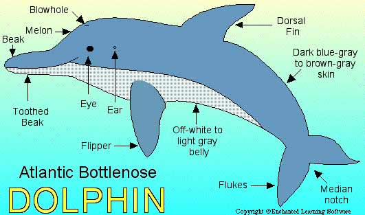 Dolphin Anatomy, Folly Beach USA