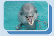 Baby Li-Nar, Dolphin Academy.